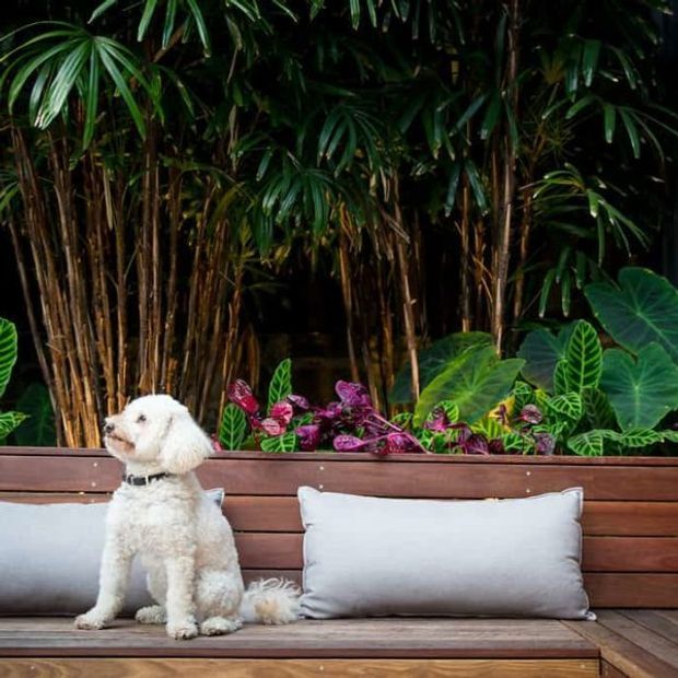 A small white dog sits on a built-in timber bench with pale cushions, set against a dense tropical planting backdrop. The scene has dark stained timber, lush green foliage, and vivid purple and pink plants, creating a sheltered outdoor seating area.