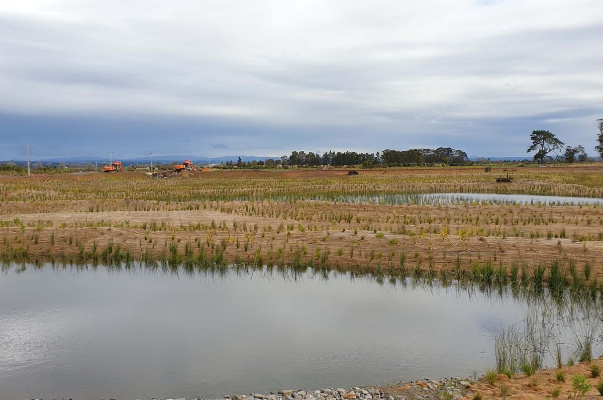 Wairaki Pond G