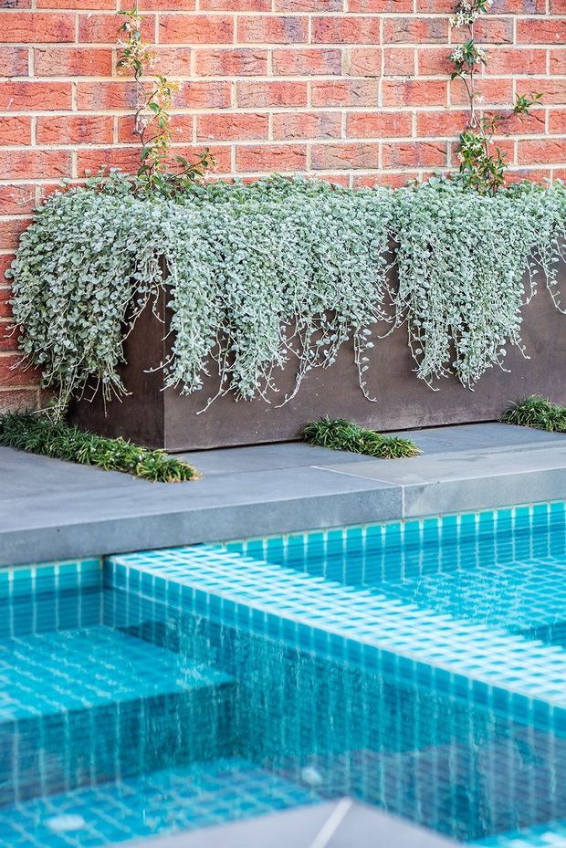 Close-up architectural photograph of a tiled outdoor swimming pool beside a paved terrace. The pool has vivid turquoise-blue mosaic tile lining and a raised square-tiled section, with a dark planter overflowing with trailing greenery against a red brick wall. Small planted borders soften the hardscape.