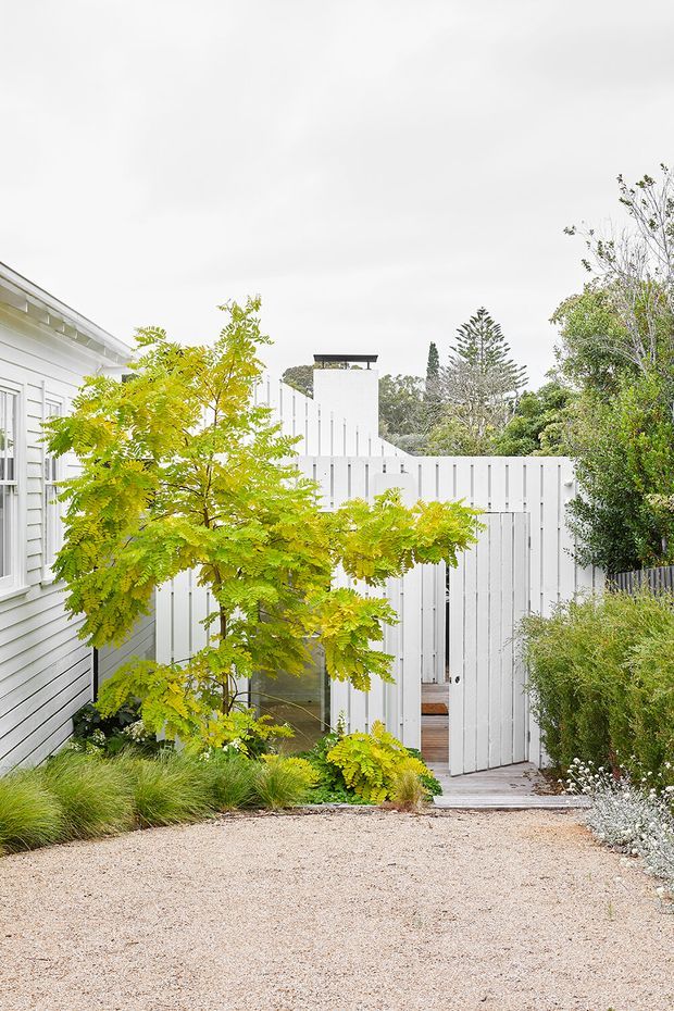 A bright landscaped courtyard beside a white weatherboard building. The scene features a pale gravel surface, lush ornamental planting, a tall white vertical-board privacy fence with a narrow gate, and a small white chimney or roof structure visible behind it. The overall design is clean, understated, and garden-focused.