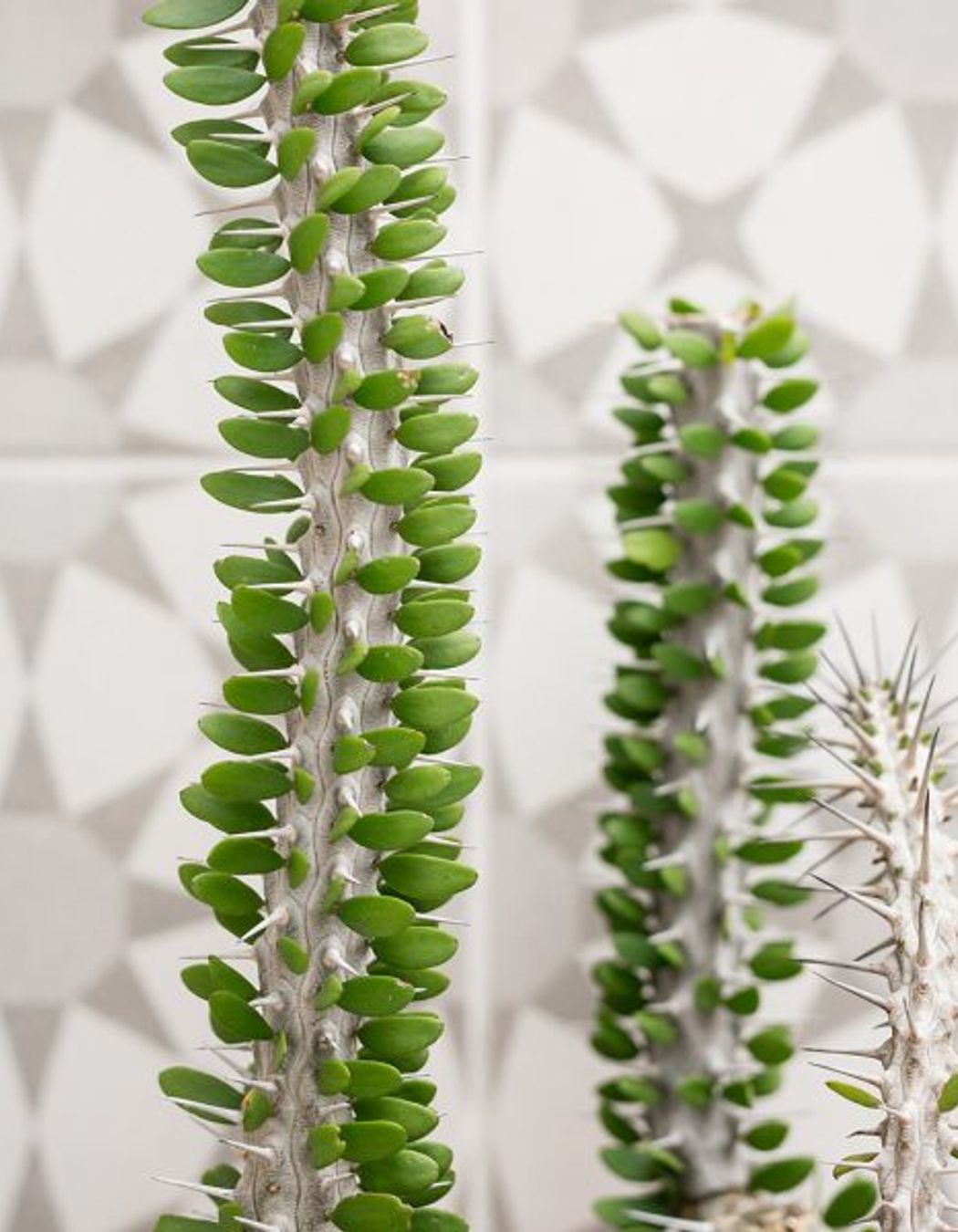 Randwick Secret Garden