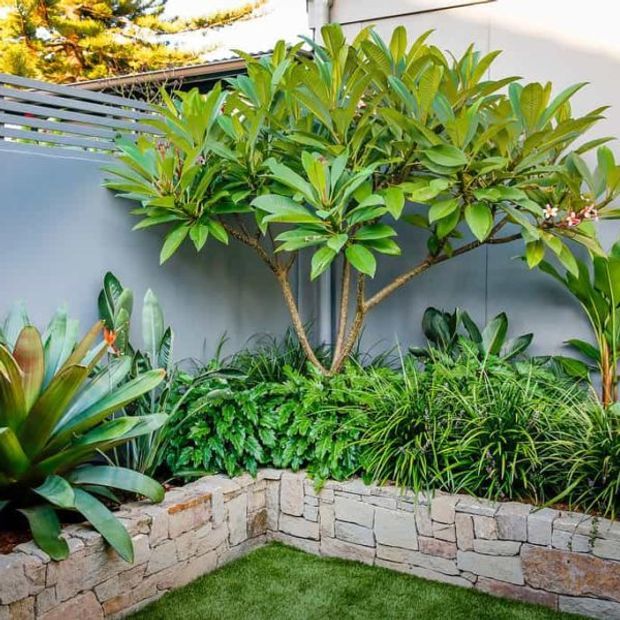 A lush landscaped courtyard garden with layered tropical and subtropical planting, including a small frangipani-like tree, broad-leaf plants and ornamental grasses. The garden bed is edged with a low, light stone retaining wall and enclosed by a grey rendered wall with horizontal screening.
