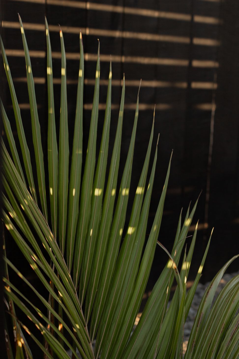 Urban Oasis
