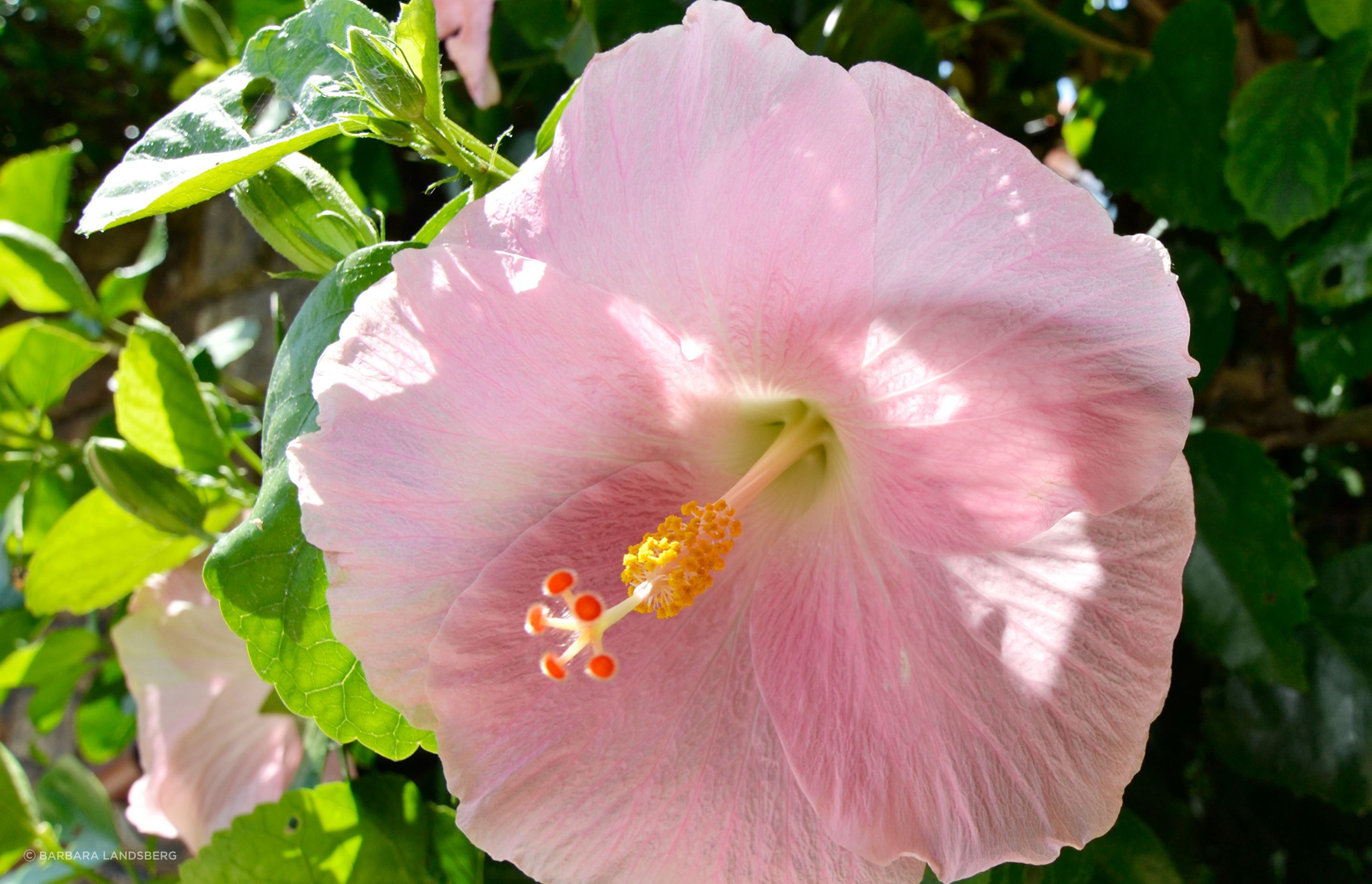 Rose Bay by Landsberg Garden Design ArchiPro AU