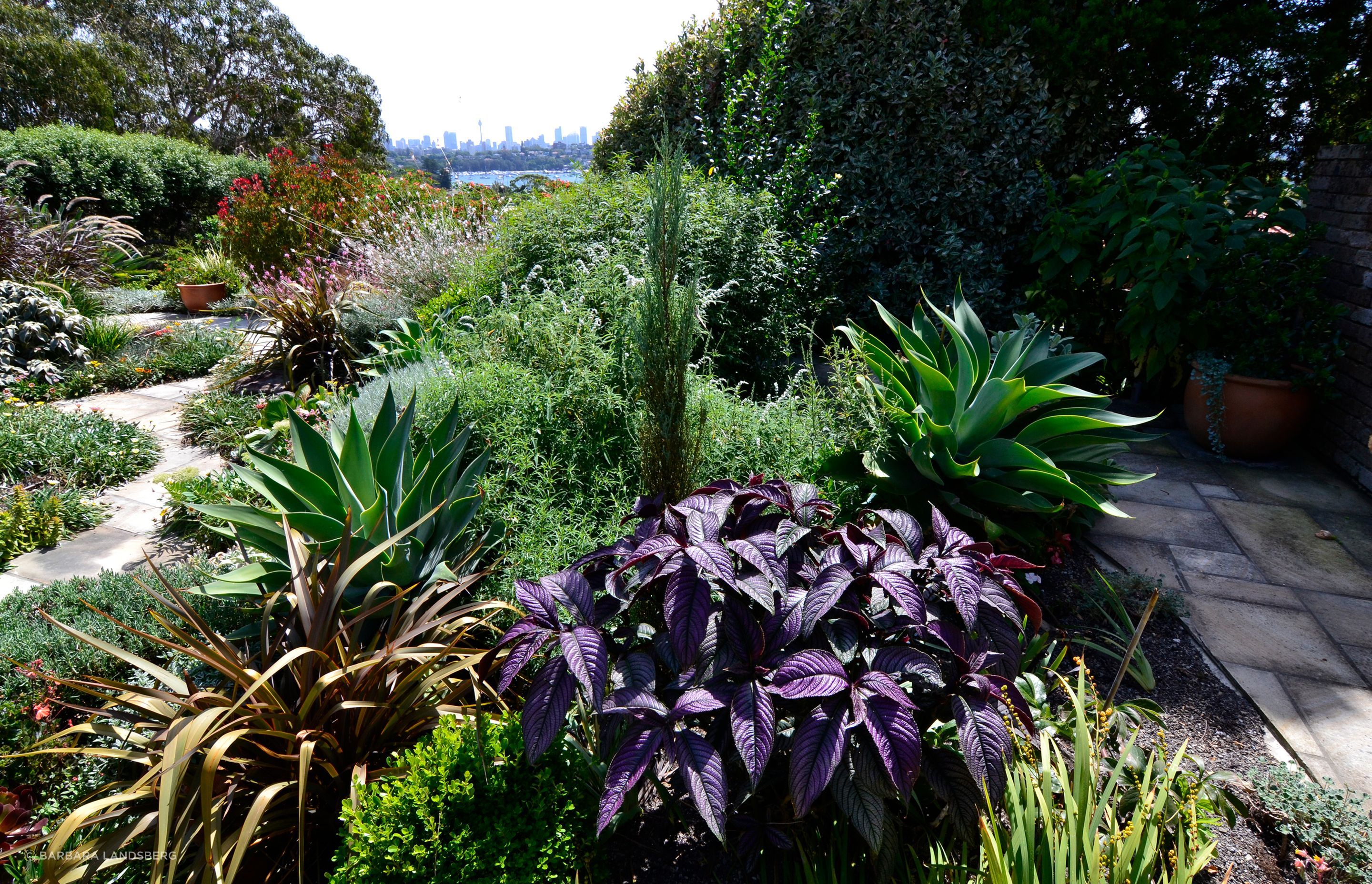 Rose Bay by Landsberg Garden Design ArchiPro AU