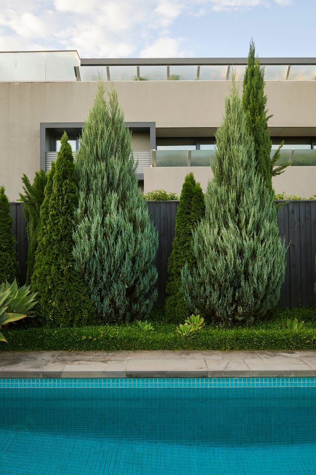 A landscaped residential pool edge with tall, narrow evergreen trees and layered planting in front of a dark vertical fence. Behind the garden is a minimalist multi-level building with smooth beige walls, large horizontal glazing, dark window surrounds, and translucent balcony balustrades. The pool has bright turquoise mosaic tiling and is framed by pale stone paving.
