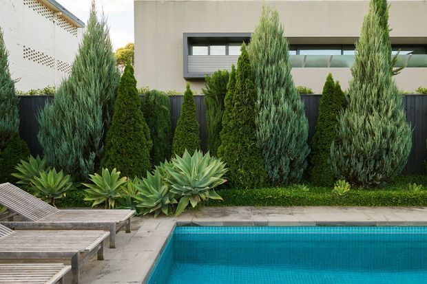 A landscaped residential pool area with a turquoise tiled swimming pool in the foreground, pale stone paving, timber sun loungers, and layered planting including sculptural succulents, clipped conifers, and tall silvery-green trees. A modern rendered house with dark window framing and a dark privacy fence forms the backdrop.