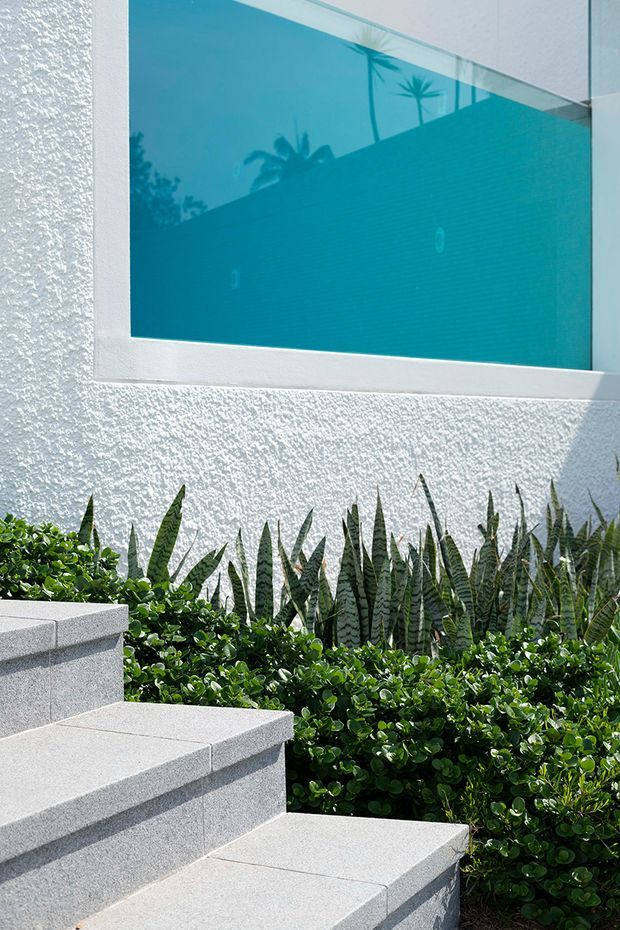 Bright exterior architectural detail showing broad pale grey tiled steps beside a lush landscaped garden with snake plants and clipped green shrubs. A white textured rendered wall features a large turquoise-tinted window reflecting palm trees, creating a clean, tropical contemporary composition.