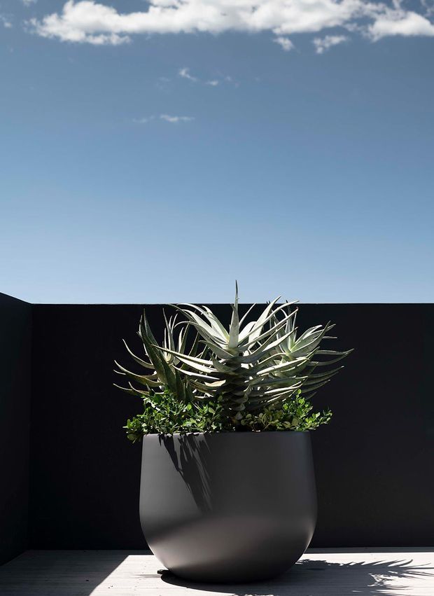 A large matte dark planter filled with sculptural succulents and spiky foliage stands on a sunlit paved outdoor surface against a black privacy wall. Strong sunlight creates dramatic plant shadows, with a clear blue sky and clouds visible above.