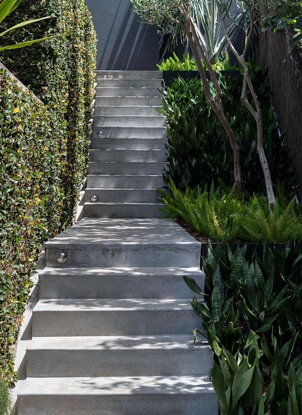 A narrow landscaped exterior stairway with broad raw concrete steps climbing through dense greenery. A neatly trimmed hedge lines the left side, while layered tropical and drought-tolerant planting, including ferns and upright snake plants, borders the right. A dark vertical facade or gate is visible at the top, with strong dappled sunlight across the stairs.