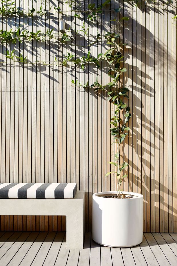 A sunlit outdoor deck or courtyard corner with a vertical light timber slat wall and matching timber decking. A climbing vine is trained across the wall on a dark wire trellis, beside a white cylindrical planter. A simple pale concrete bench with a black-and-white striped cushion sits in the foreground. Strong directional shadows create a warm, graphic appearance.