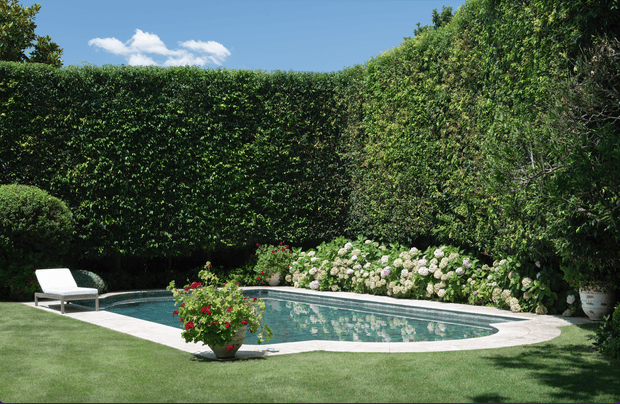 A manicured private garden with a rectangular swimming pool, pale stone coping, clipped hedge screening, mature greenery, hydrangeas, flowering potted plants, and a white lounge chair. The scene is bright, lush, and carefully landscaped.