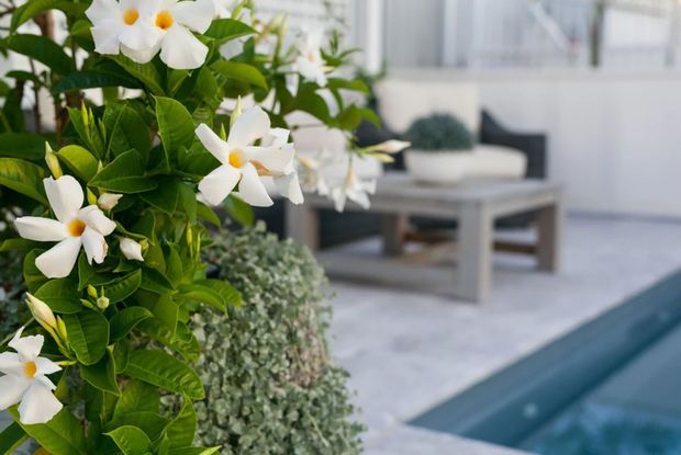 A close-up garden view with flowering green foliage in the foreground, overlooking a pale outdoor patio with a simple table and seating beside a swimming pool. The scene is bright, lush, and resort-like, with a softly blurred modern outdoor living area in the background.
