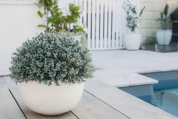 Close-up of a potted silvery-green shrub in a rounded white planter on a pale timber poolside deck. A white slatted fence, additional planters, pale paving, and the edge of a blue swimming pool create a clean, light outdoor setting.