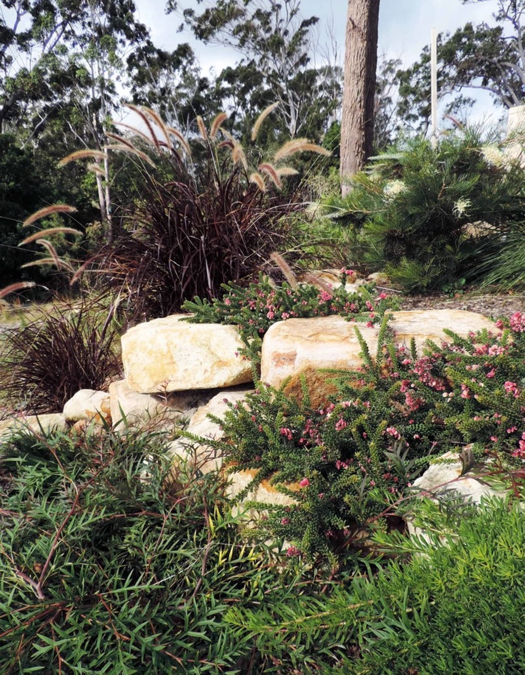 Contemporary Native Garden