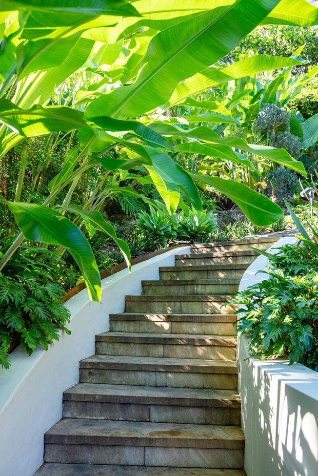 A sunlit landscaped outdoor staircase ascending through dense tropical planting, with broad banana leaves overhead, lush foliage on both sides, white rendered retaining walls, and dark weathered stone or concrete stair treads.