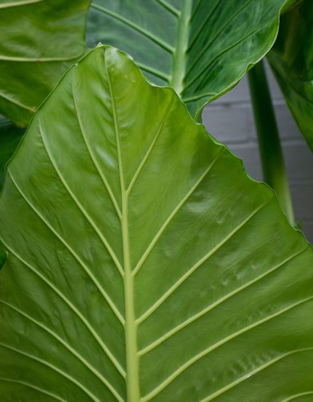 South Coogee Project