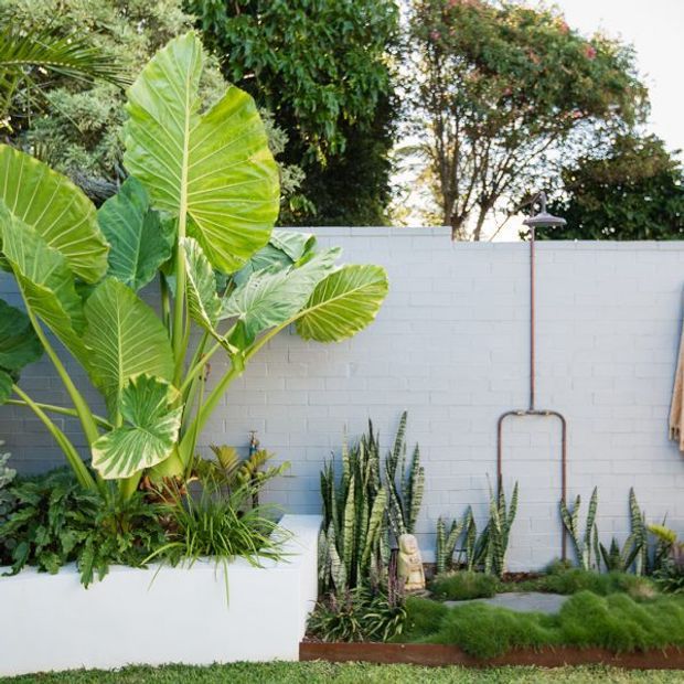 A lush landscaped courtyard or garden area with large tropical elephant-ear foliage, layered planting, snake plants, ornamental grasses, and a raised white rendered or painted masonry planter. A white brick boundary wall, exposed copper-toned outdoor shower pipe, and irregular stepping stones create a private, resort-like outdoor setting.
