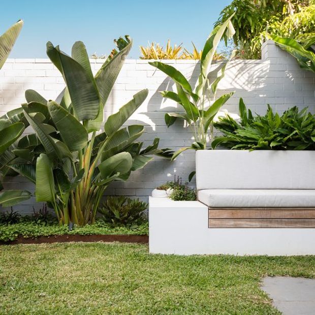 A bright landscaped courtyard or garden seating area with lush tropical planting against a white painted brick wall. A built-in white rendered bench with warm timber slats and integrated planter creates a contemporary outdoor lounge, set beside a lawn and concrete stepping surface.