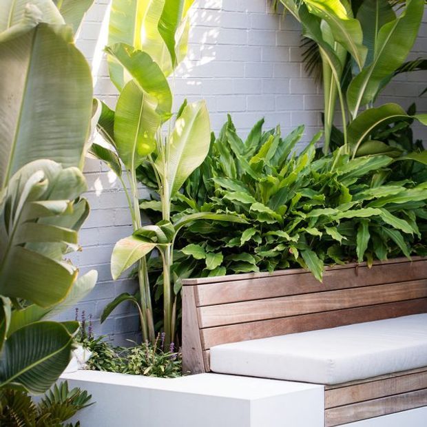 A lush landscaped courtyard or outdoor seating nook with tropical foliage planted around a built-in timber bench. The space features a white-painted brick wall, raised white planter edges, warm horizontal timber cladding, and a white outdoor cushion in bright natural light.
