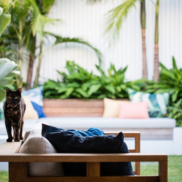 A bright, leafy outdoor lounge or sunroom-like living area with a timber-framed sofa in the foreground, neutral upholstery, dark cushions, colourful accent pillows, and abundant tropical planting. A black cat stands on the seating, while a raised planter and pale vertical wall panels form the background.