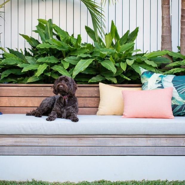 A built-in outdoor bench with horizontal timber slat back and base, topped with a light upholstered cushion and colourful pillows. A small dark dog sits on the bench. Dense tropical planting forms a green backdrop against a white vertically lined wall, creating a relaxed landscaped outdoor seating area.