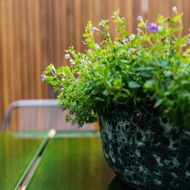 Close-up of a leafy flowering plant in a heavily textured dark ceramic planter on a glossy green outdoor table. A timber slat wall and blurred outdoor seating appear in the background, creating a lush garden or courtyard atmosphere.