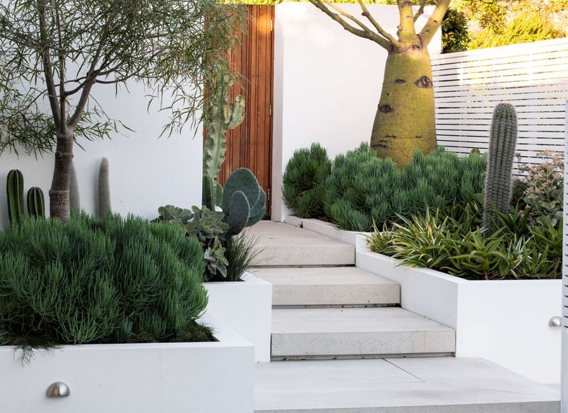 The Succulent Garden