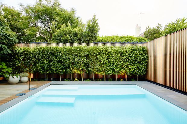 A landscaped residential pool courtyard with a bright rectangular swimming pool, tiled paving, dense clipped hedging, mature trees, and tall vertical timber privacy fencing. The setting feels private, green, and contemporary.