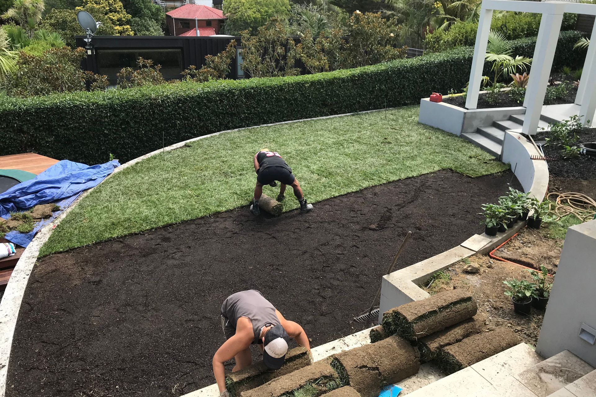 Crew laying lawn. Ready Lawn - Tall fescue