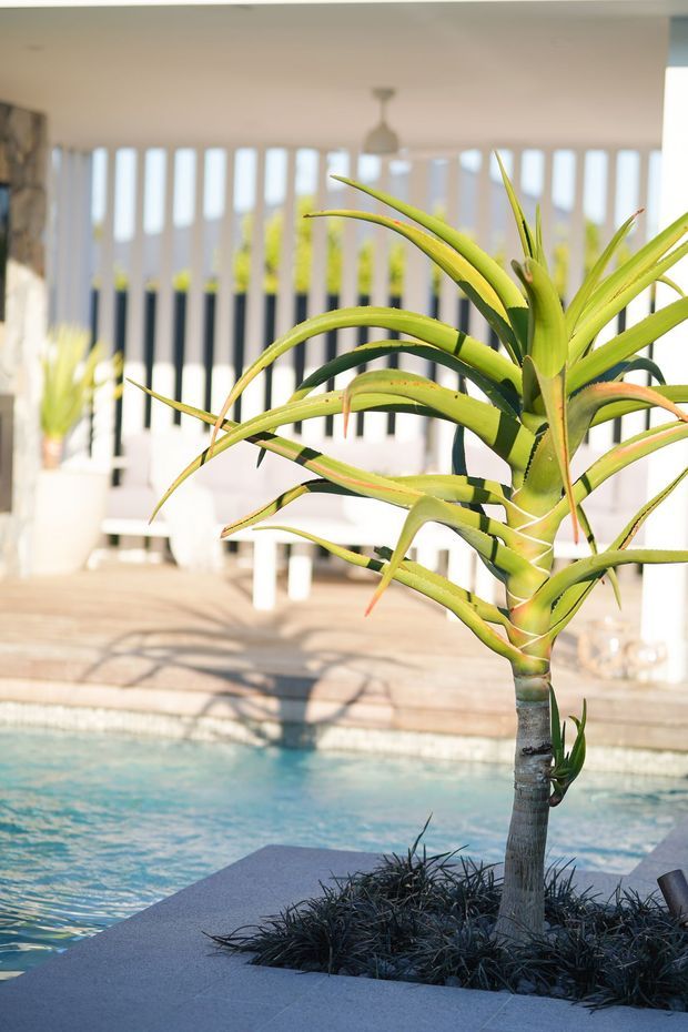 Bright architectural photograph of a planted poolside courtyard or outdoor terrace. A sculptural tropical plant grows from a dark landscaped planter integrated into a paved deck, with a swimming pool in the foreground and a light-filled glazed living area with vertical screening and outdoor seating behind it.