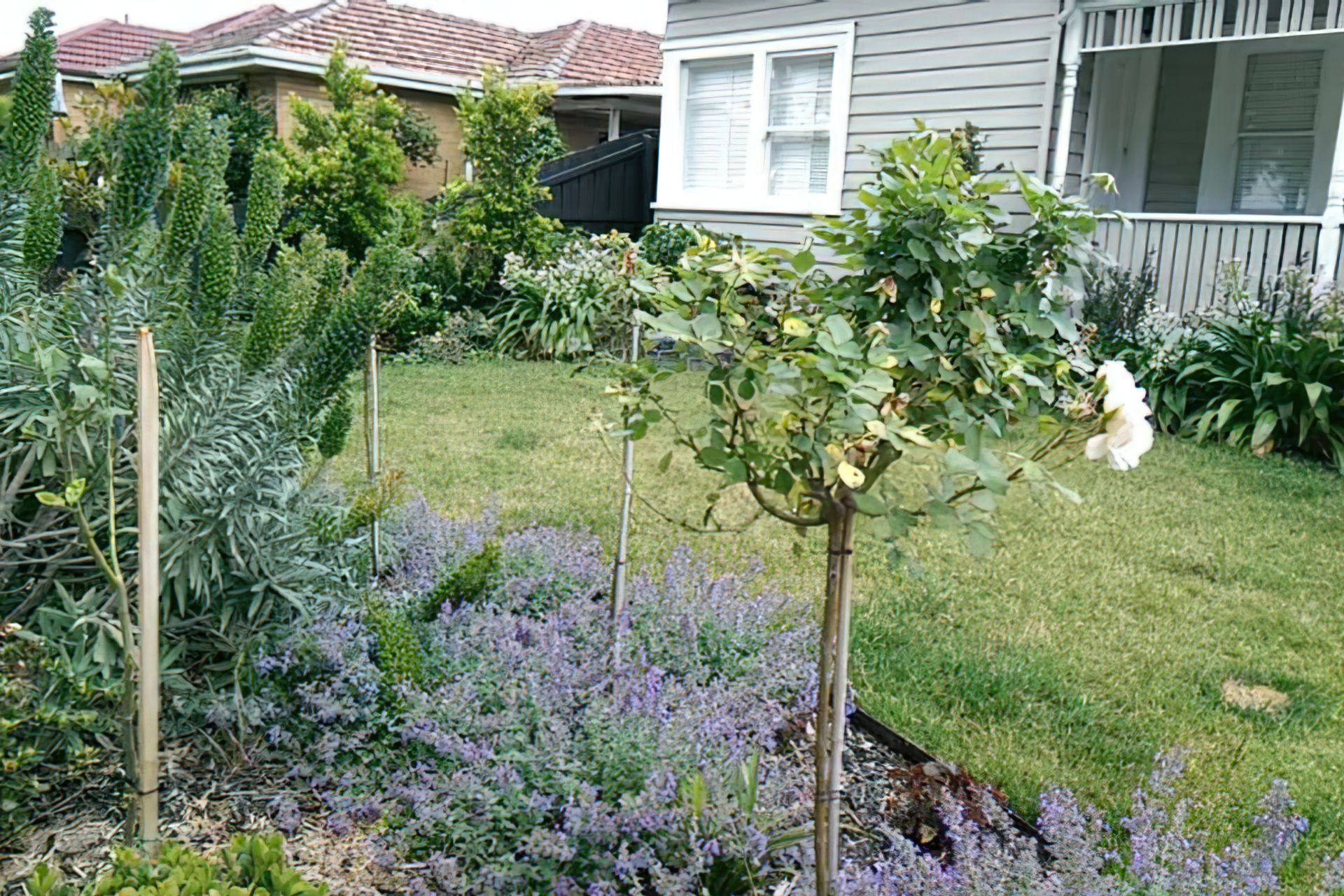 Front garden 16 months later AFTER design