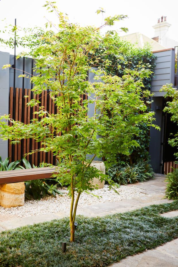 A landscaped courtyard garden with a Japanese maple-like tree as the focal point, surrounded by low groundcover, white decorative gravel, large stone pavers, and dense planting. A timber bench with stone supports sits along a dark contemporary privacy fence with vertical timber slats and climbing greenery. A partially visible home with a light rendered facade and chimney appears beyond the fence.