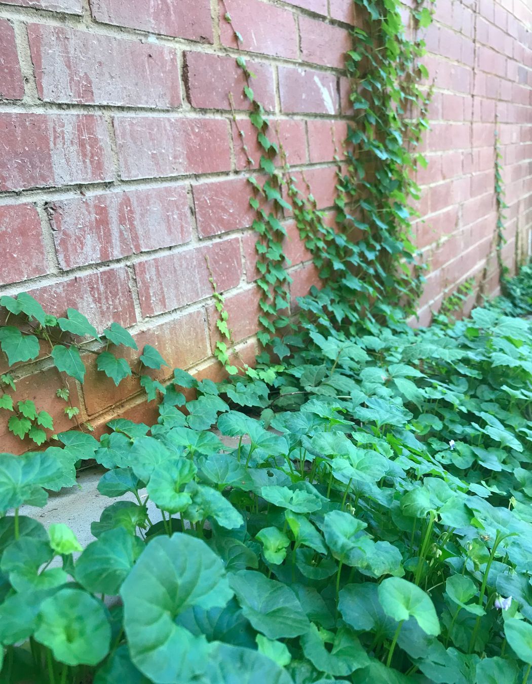 ##^^**&amp;&amp;'Welkin', Colourful Rooftop Terrace &amp; 'Scarborough' Garden In Clifton Hill