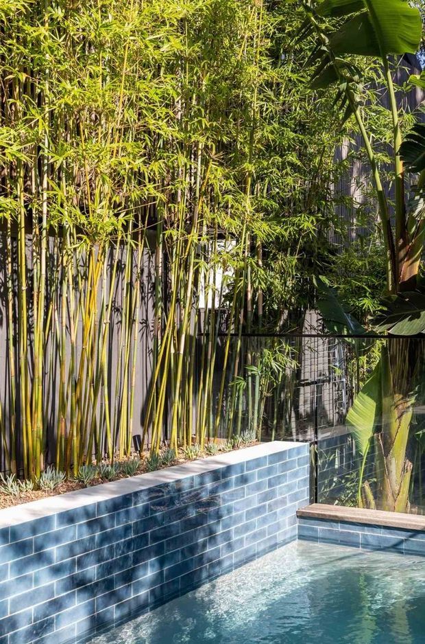 A lush tropical courtyard pool surrounded by dense bamboo and broad-leaf planting. The pool is edged by a dark blue glazed brick retaining wall, with a timber-capped ledge and a metal privacy screen visible behind the vegetation. Bright sunlight creates strong dappled shadows across the planting and water.