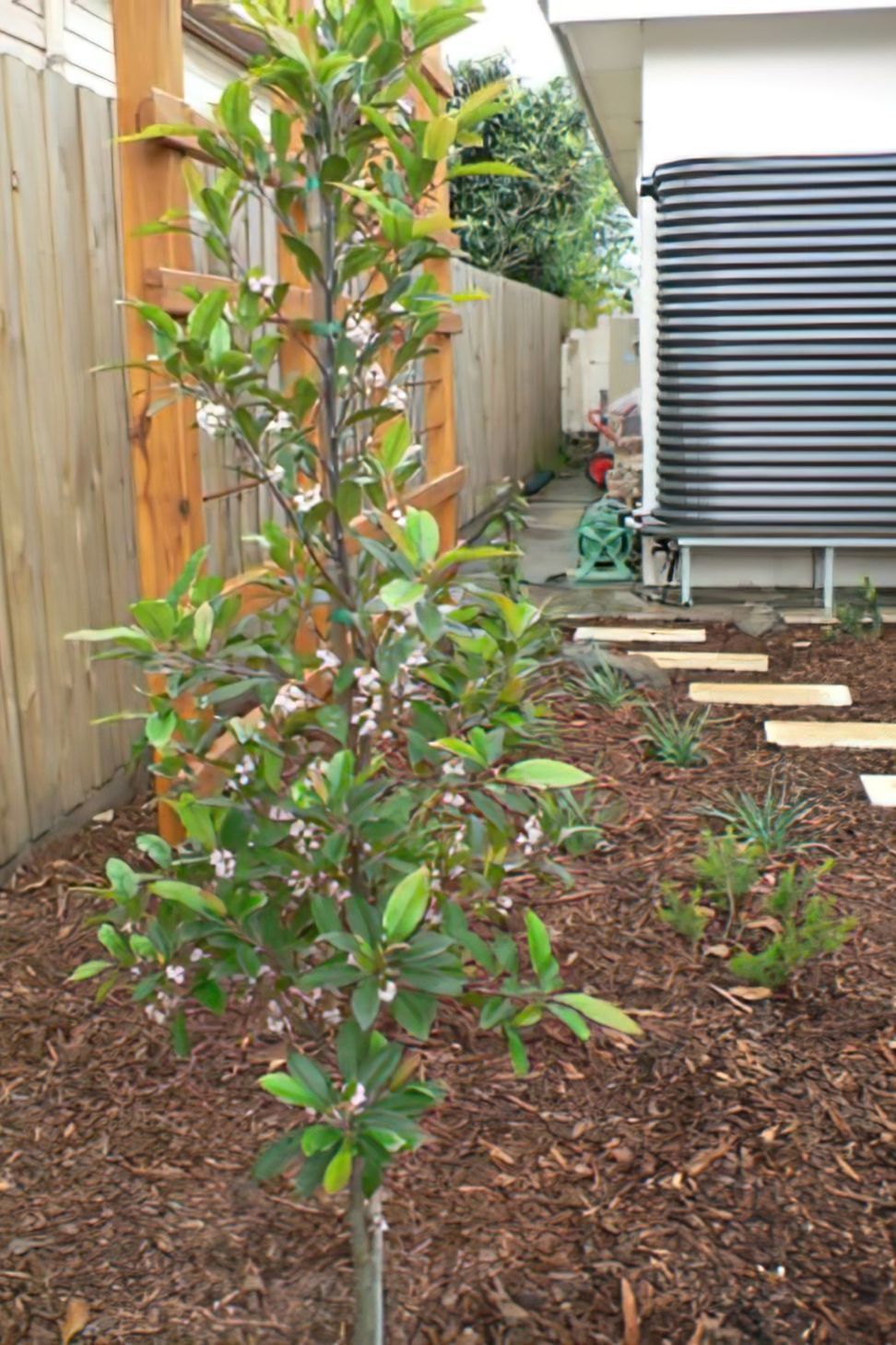 Brunswick East Rear Garden