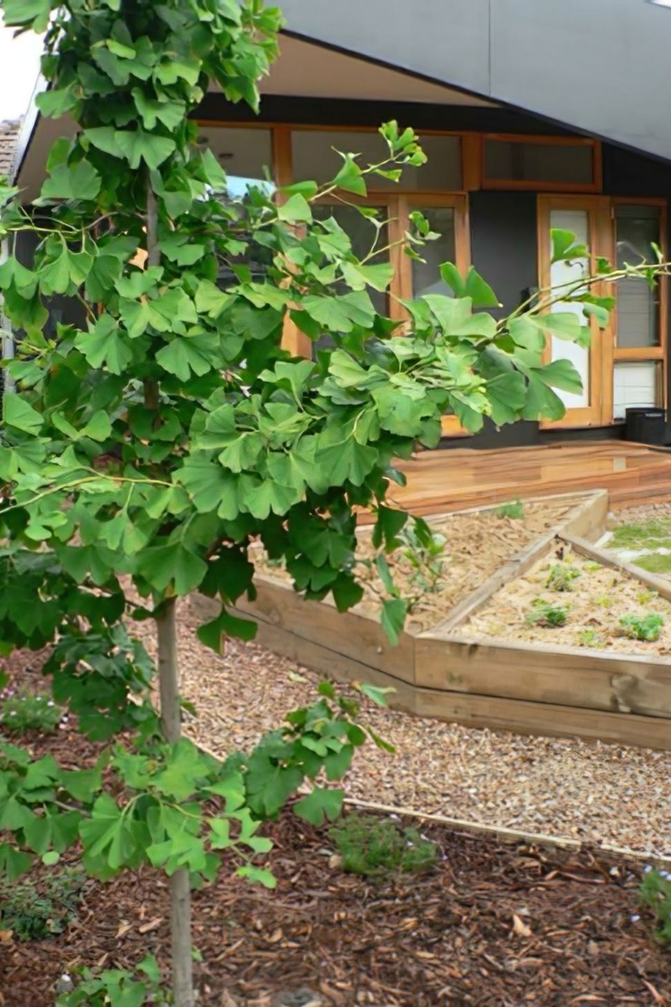 Brunswick East Rear Vegetable Garden