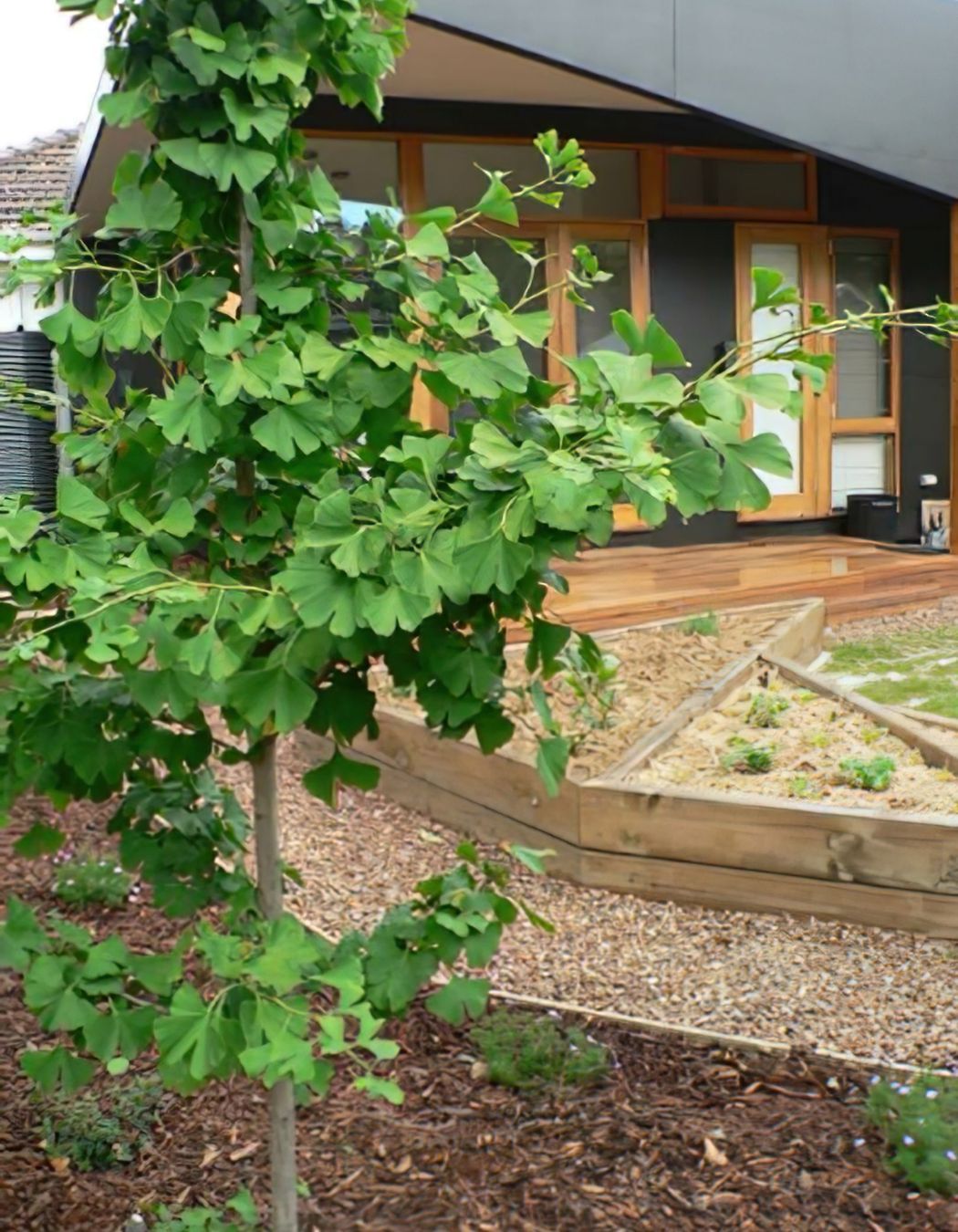 Brunswick East Rear Vegetable Garden