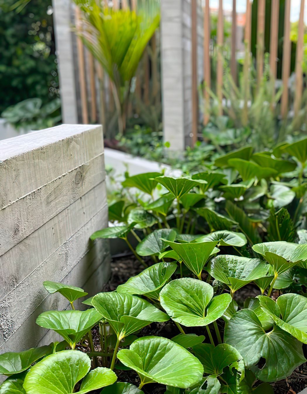 Mid Century Entertainer