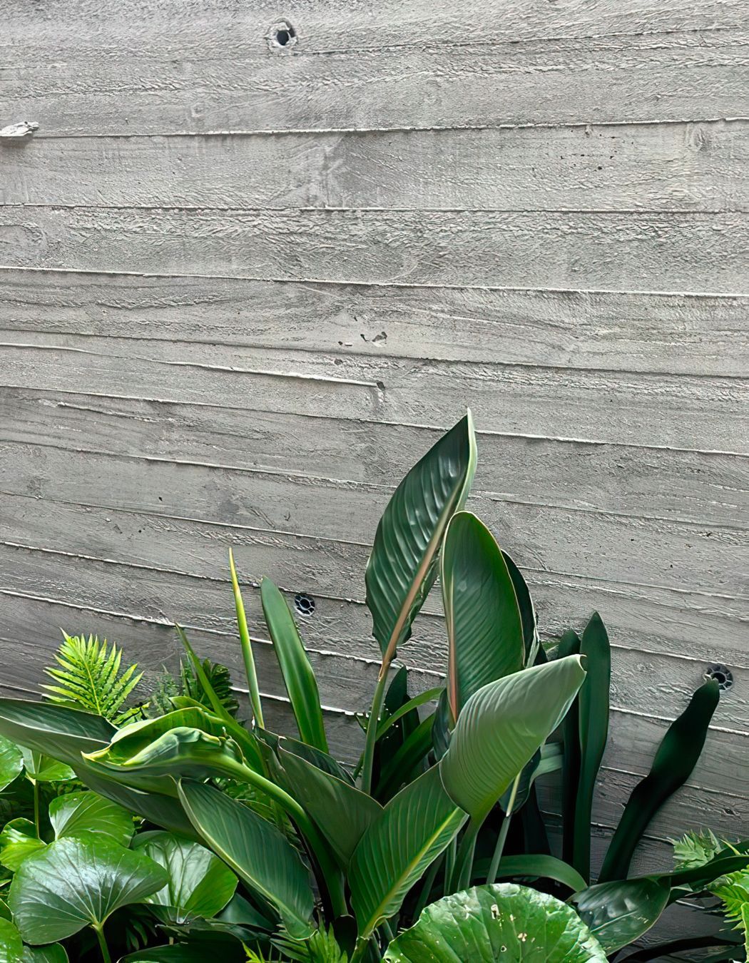 Mid Century Entertainer