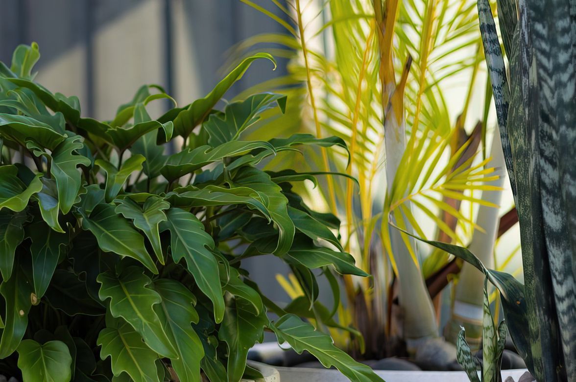 Alex Heads - Tropical Refresh