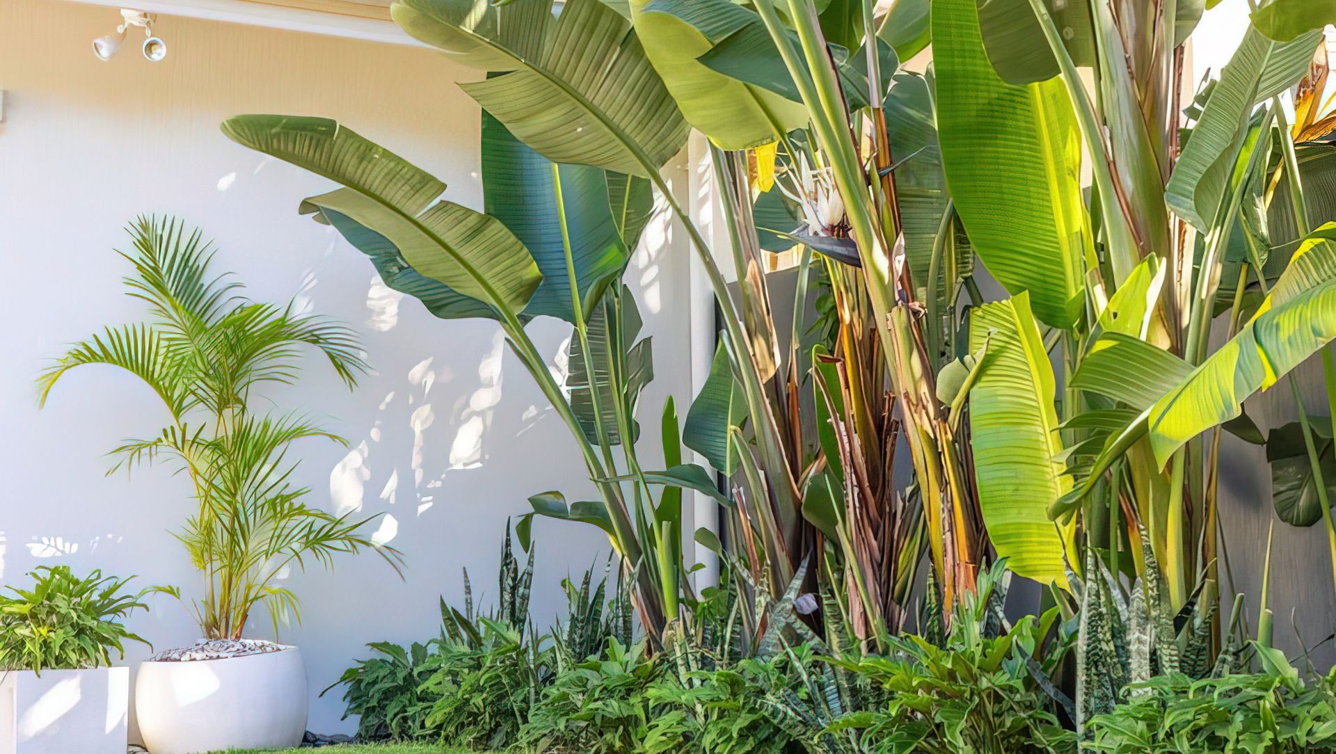 Alex Heads - Tropical Refresh banner