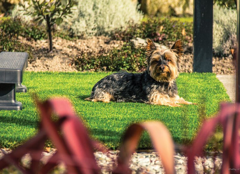 Spa Surround Artificial Lawn