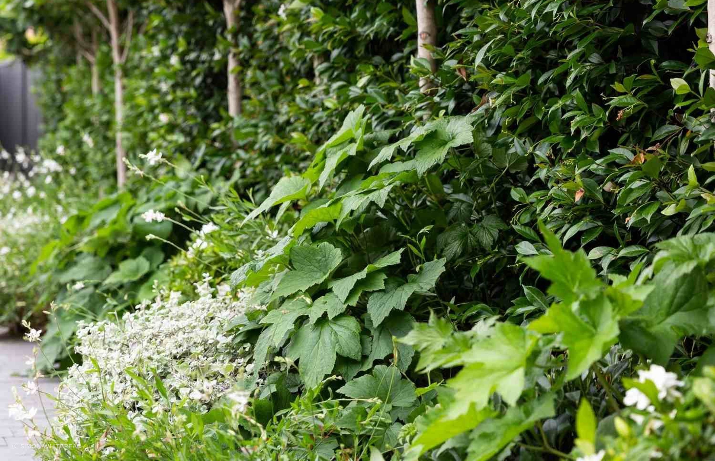 Concord Garden by Garden Society ArchiPro AU