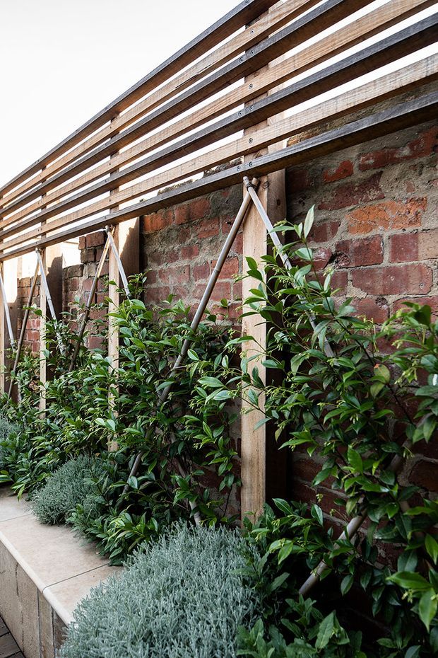A narrow landscaped courtyard or garden walkway bordered by a weathered red-brick wall. Dense climbing and low planting grows along the wall, supported by timber posts and diagonal braces, while horizontal timber slats form a pergola-like overhead screen. A pale paved path runs alongside the planting. The image has a natural, rustic architectural character with strong timber, brick, and greenery textures.