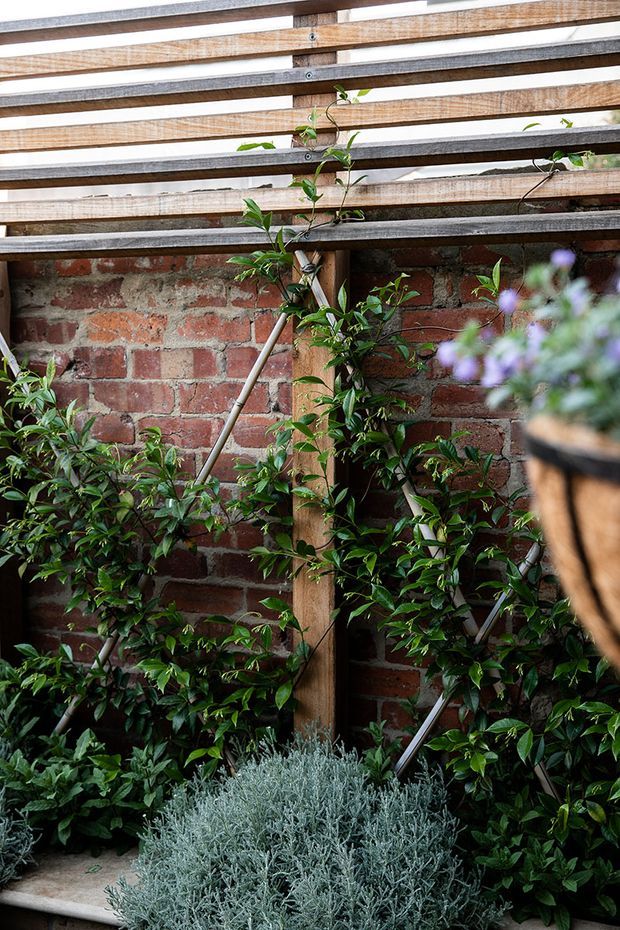 A lush landscaped courtyard or garden corner with a weathered red brick wall, timber trellis, climbing vines, dense green planting, and a silvery ornamental shrub in the foreground. The scene has a layered, organic character with natural timber and masonry textures.