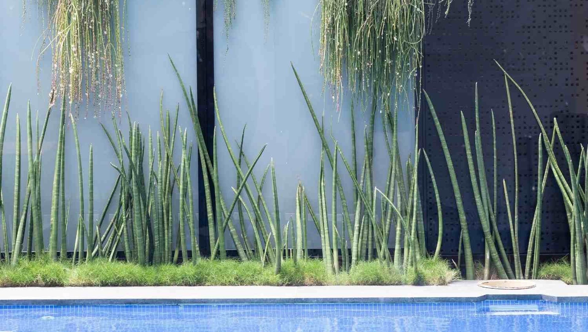Leichhardt Poolside banner