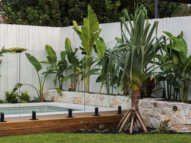 A landscaped outdoor pool area with a narrow rectangular swimming pool bordered by timber decking and frameless glass safety balustrading. Dense tropical planting, including palms and broad-leaf plants, sits behind a low irregular-stone retaining wall and white vertical-panel fence. The setting has a warm, natural resort-like character.