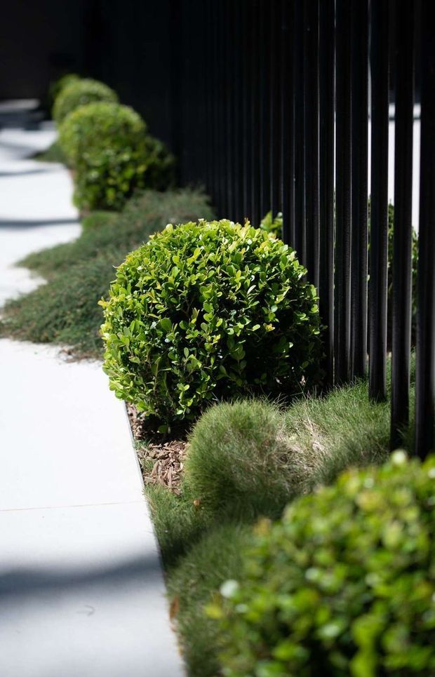 A landscaped exterior walkway with a clean pale concrete path bordered by neatly clipped round green shrubs, low ornamental grasses, mulch, and a tall black vertical-slat fence. Strong sunlight creates contrasting shadows along the contemporary garden edge.