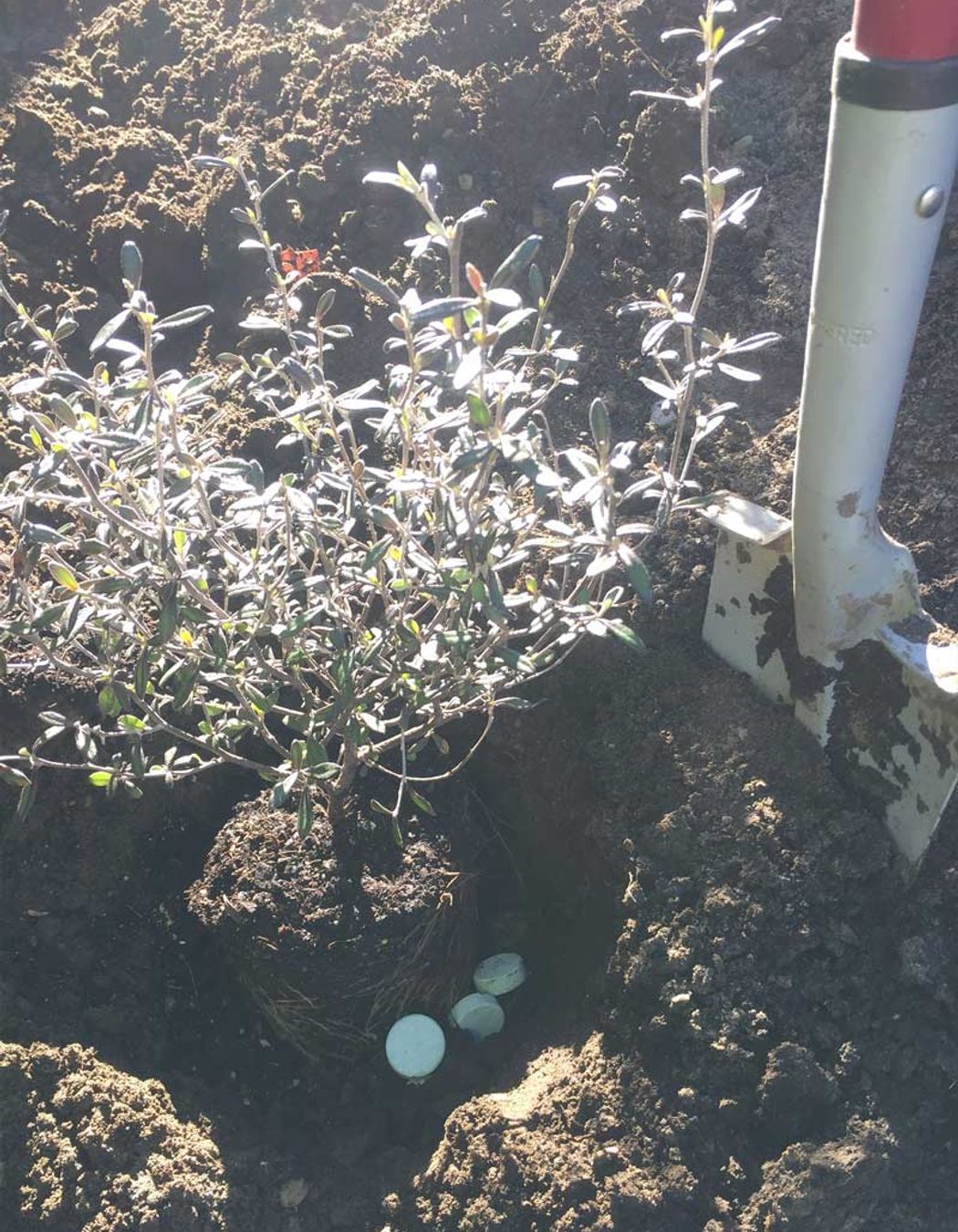 Soft Landscaping Design